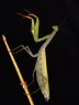 European mantis