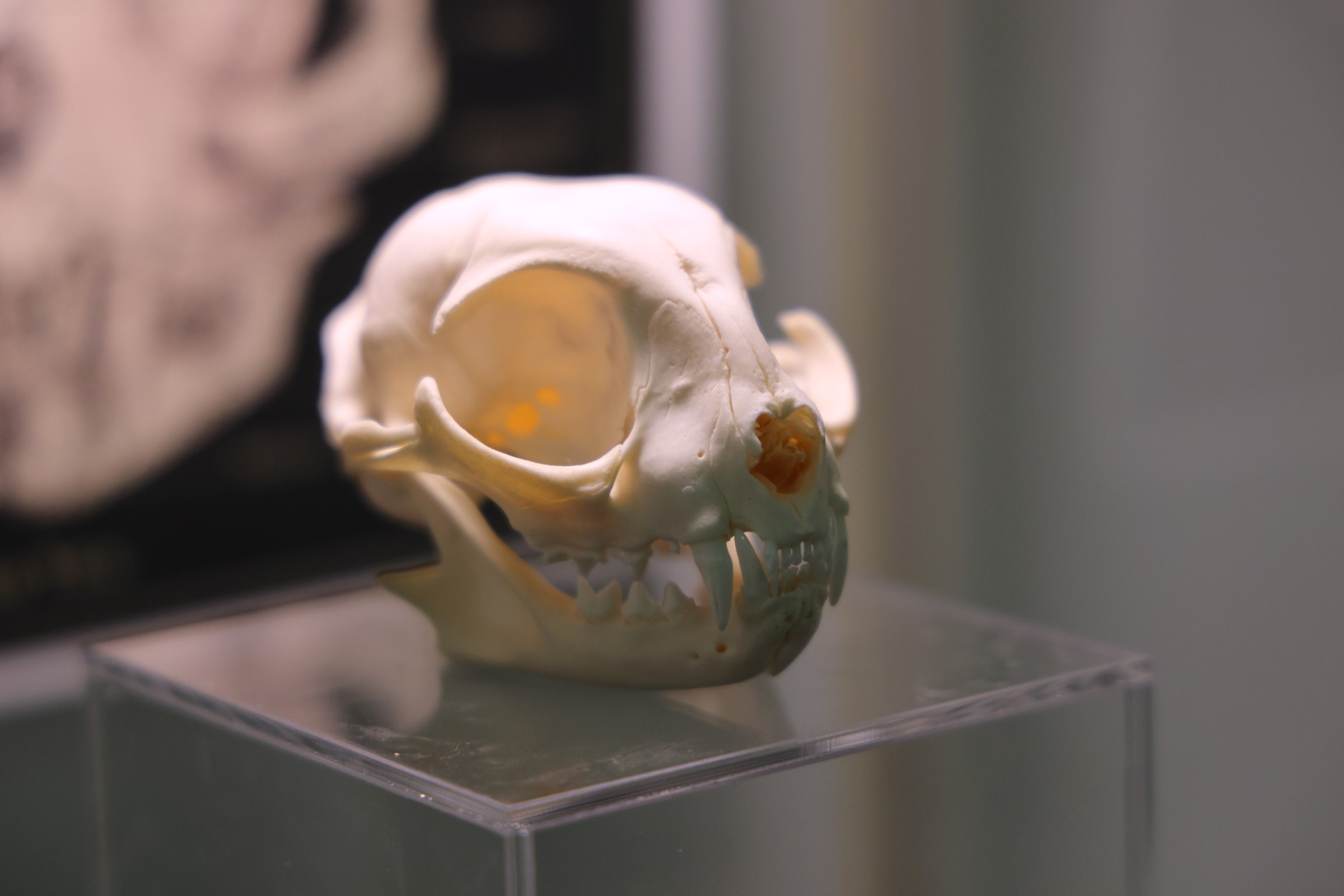 Cat museum - Cat skull