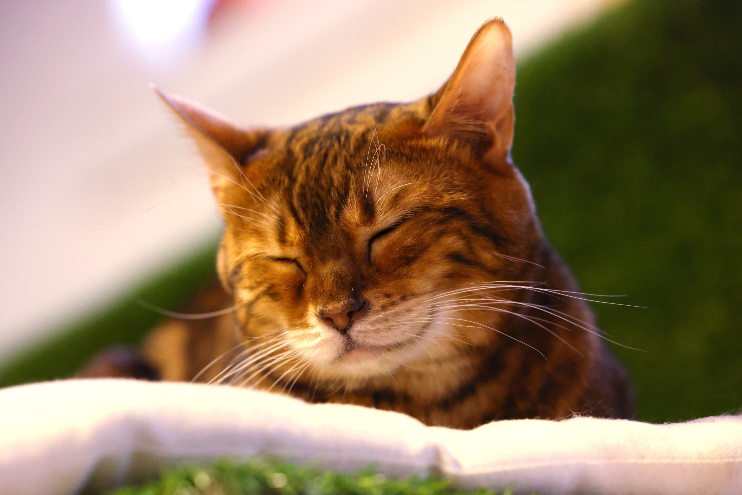 Cat museum - Maya