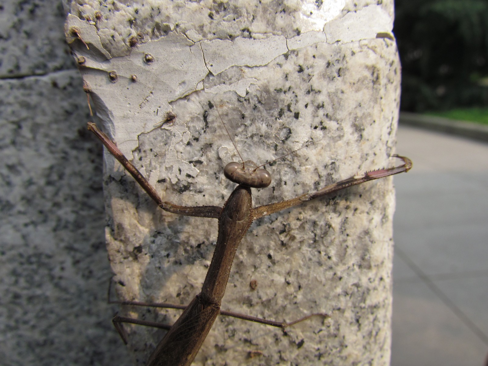 Near Xi'an - Terracota army complex - Praying mantis