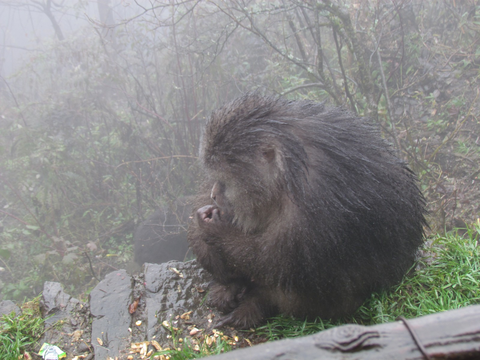 Emei Shan - Macaque