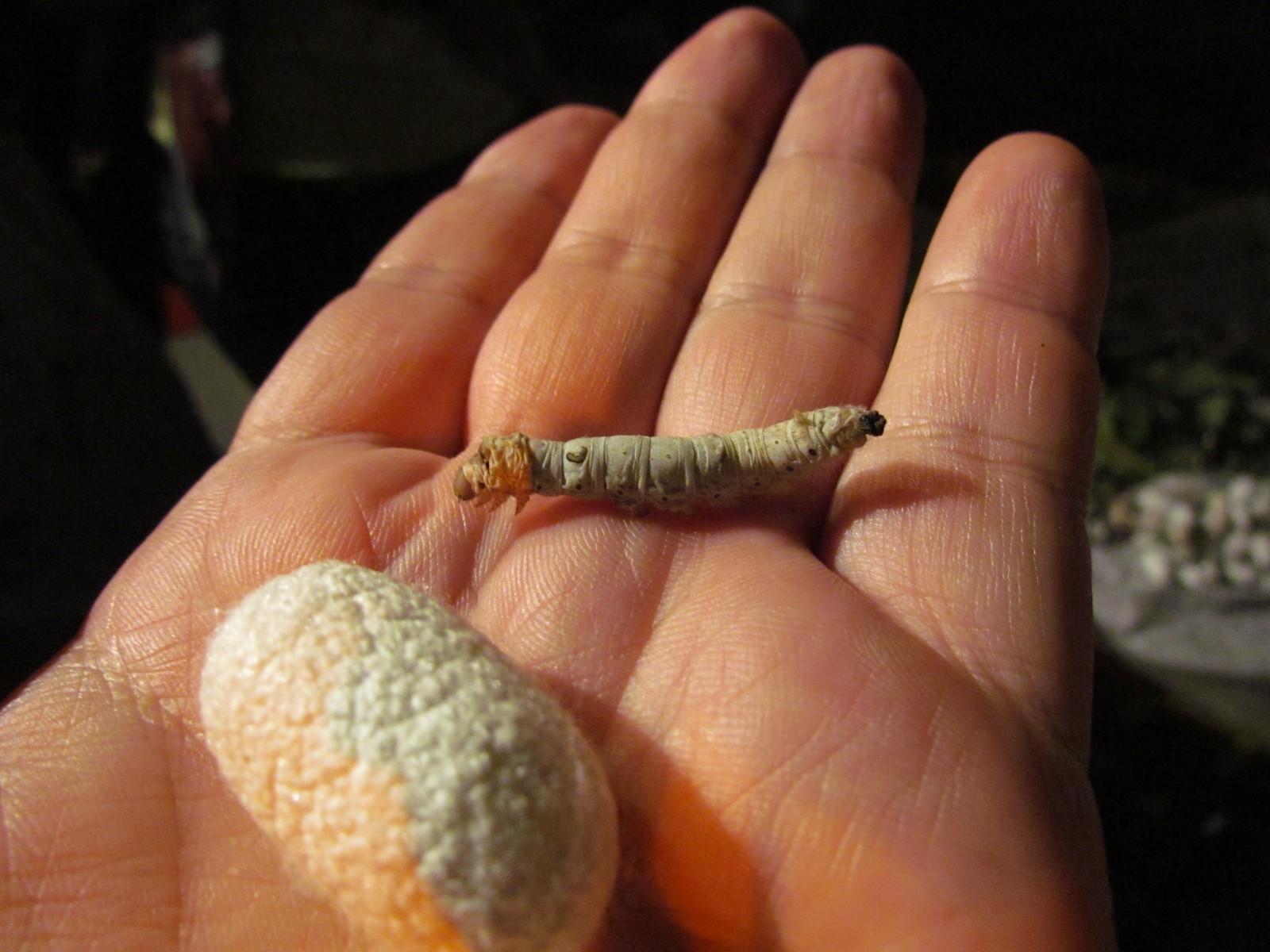 Shanghai - Silk worm
