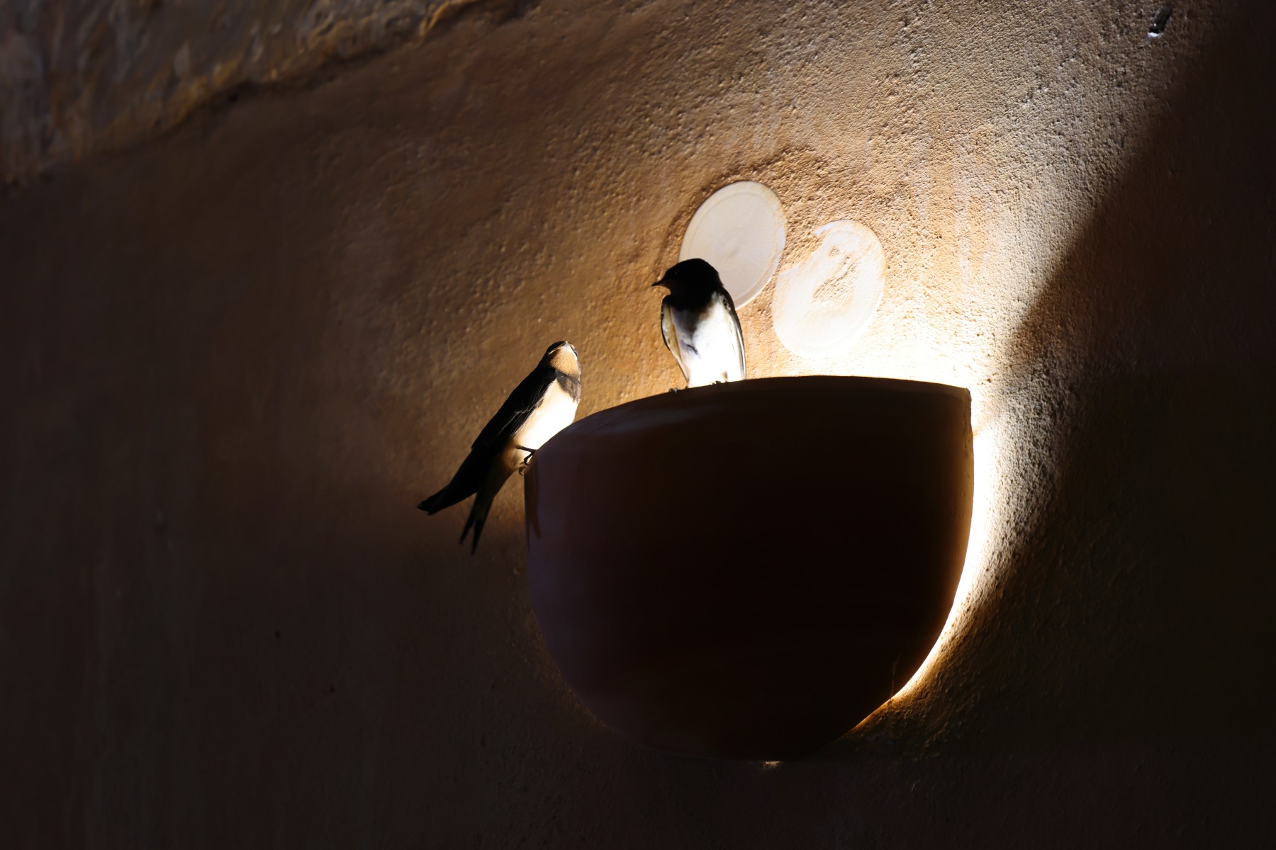 Arkadi monastery - Barn swallows