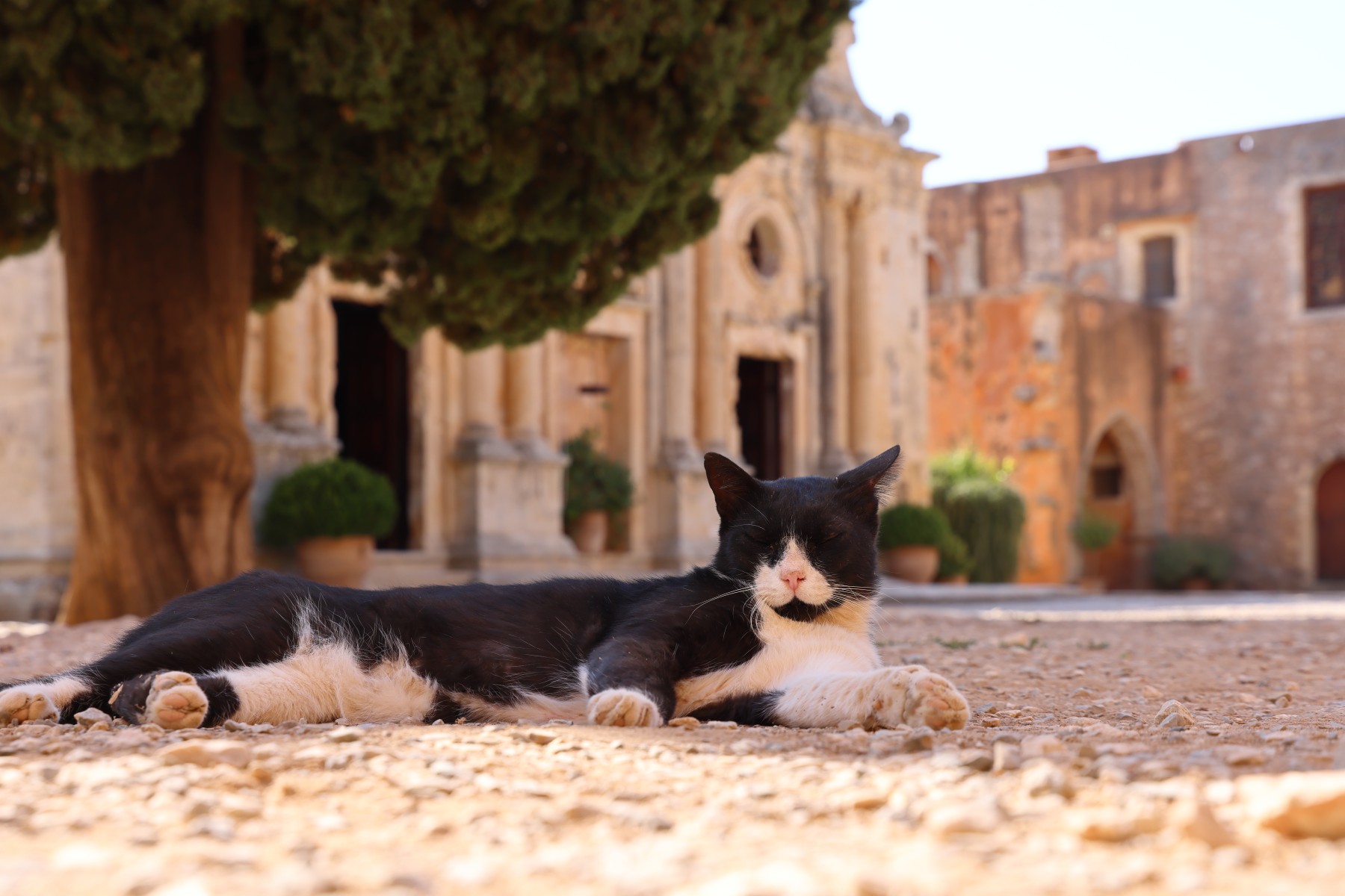 Arkadi monastery - Cat