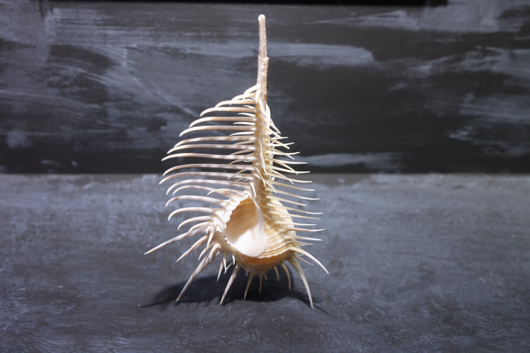 Cretaquarium - Venus comb murex - Shell