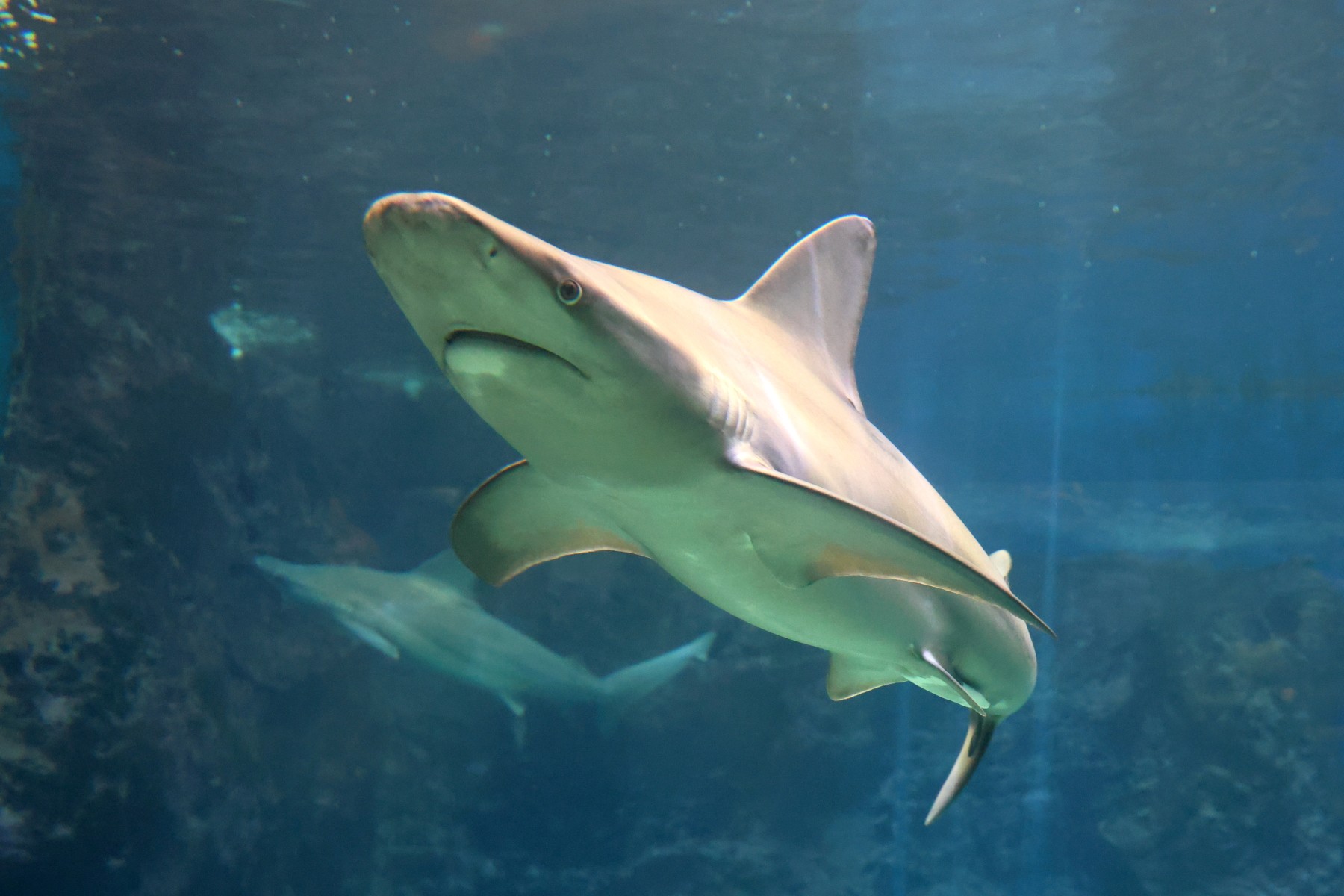 Cretaquarium - Sand Tiger Shark (Eugomphodus Taurus)