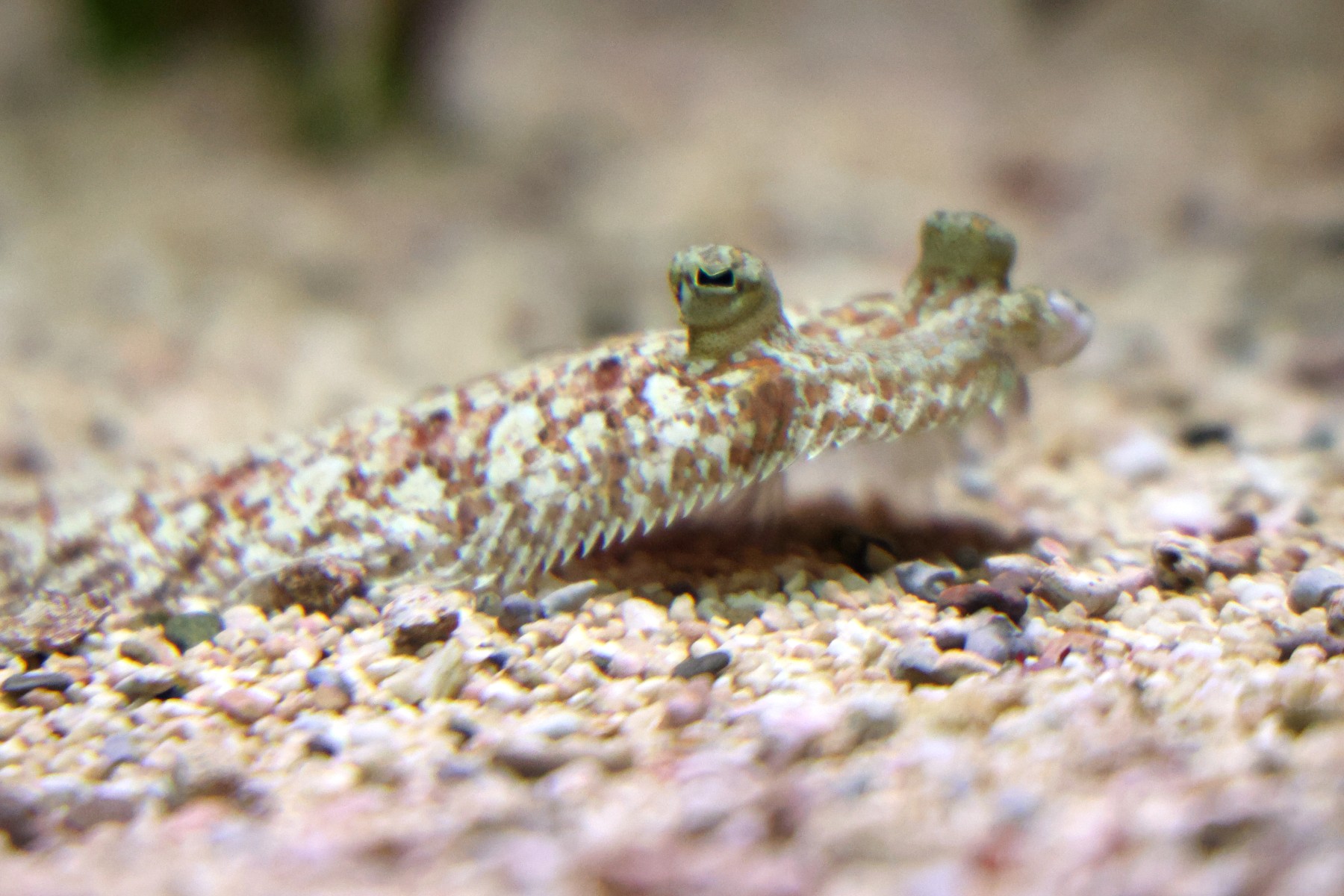 Cretaquarium - Flat fish