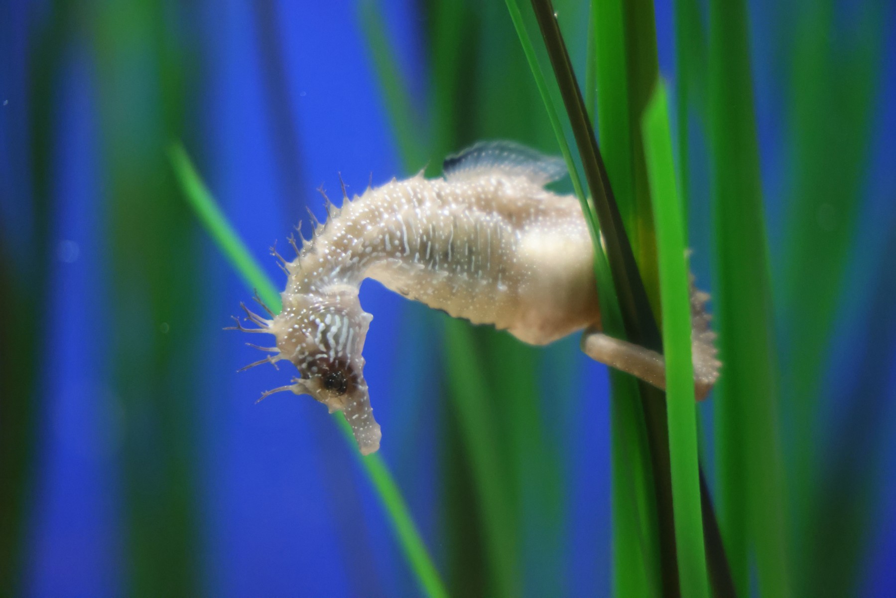 Cretaquarium - Seahorse
