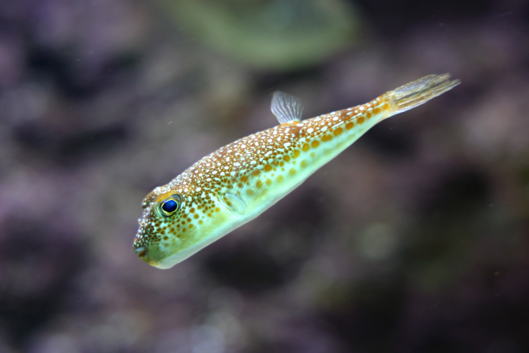 Cretaquarium - Torquigener