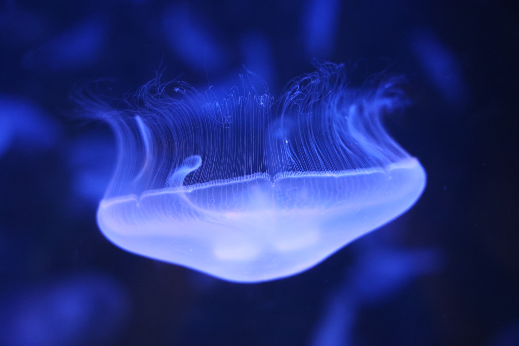 Cretaquarium - Jellyfish