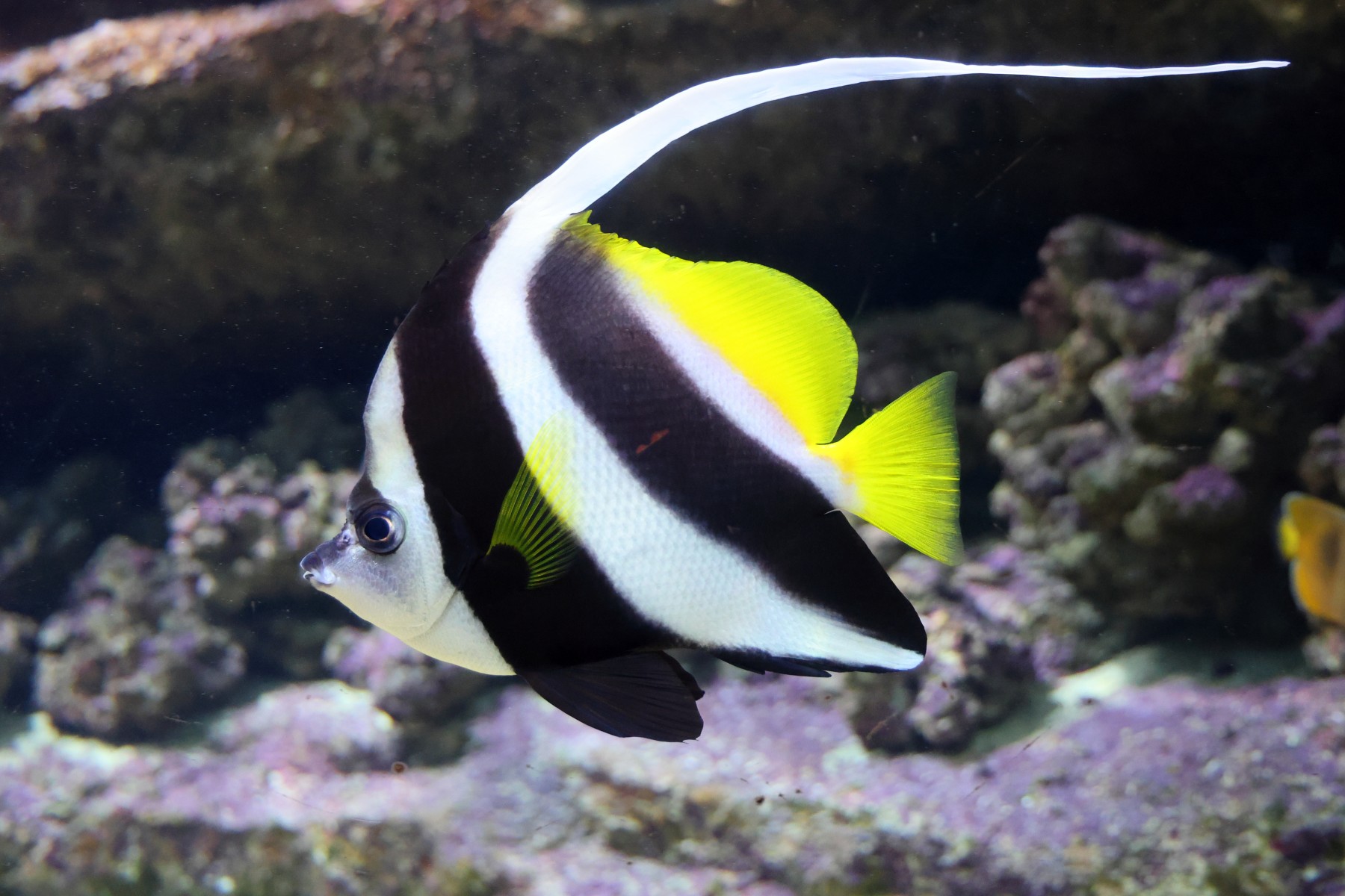 Cretaquarium - Pennant coralfish (Heniochus acuminatus)