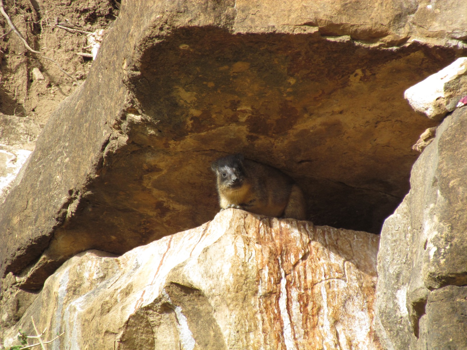 Legoda cave - Rock hyrax