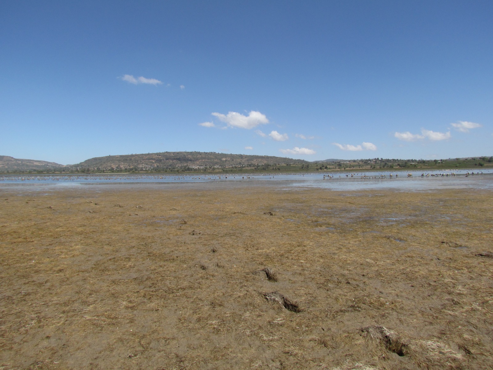 To Harar - Lake with birds