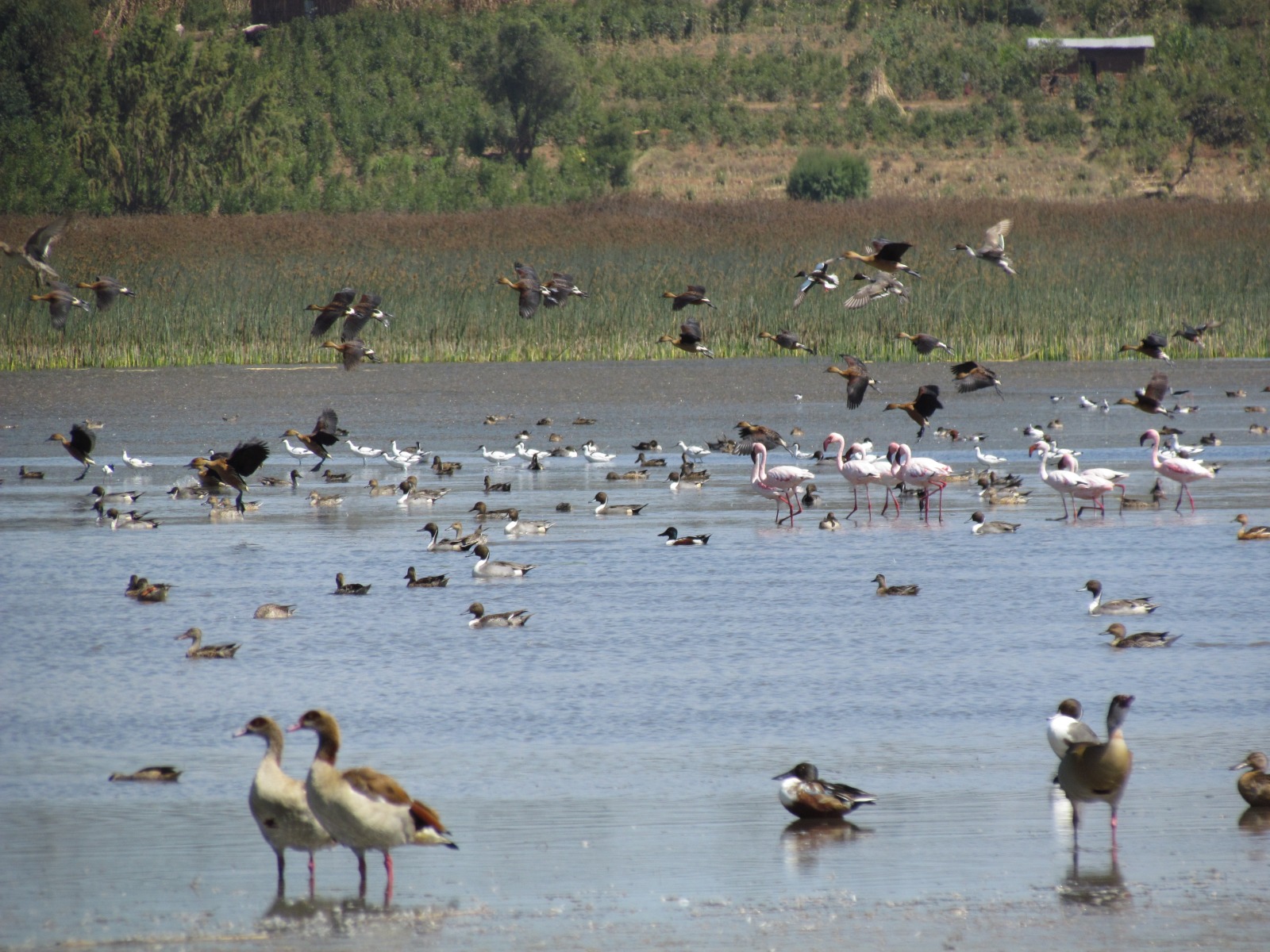To Harar - Lake with birds