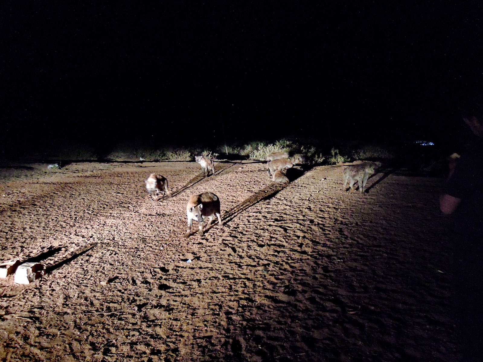 Harar - Spotted hyenas