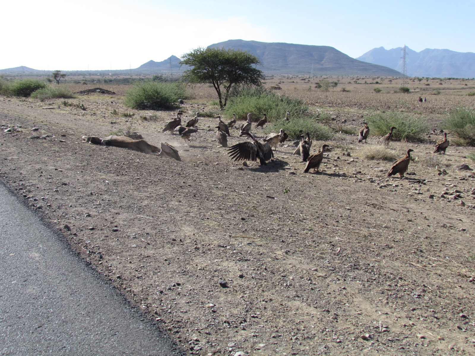 Between Harar and Awash - Vultures feeding on dead donkey