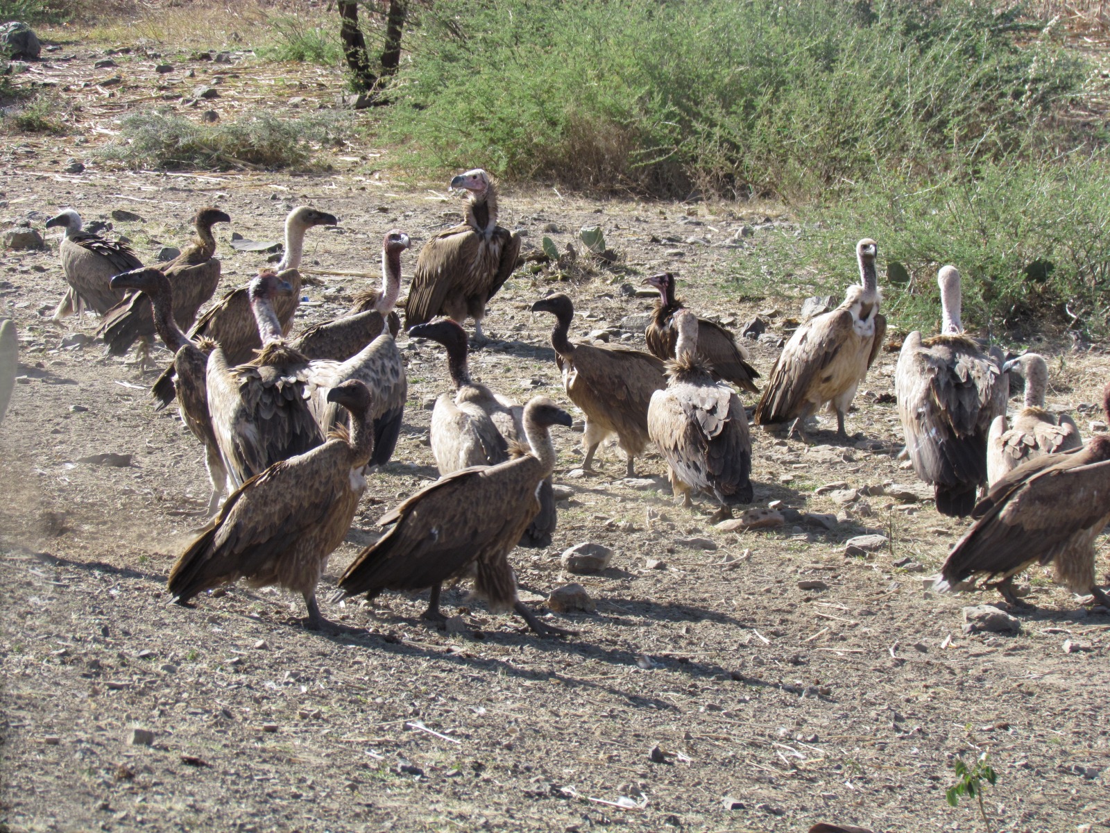 Between Harar and Awash - Vultures