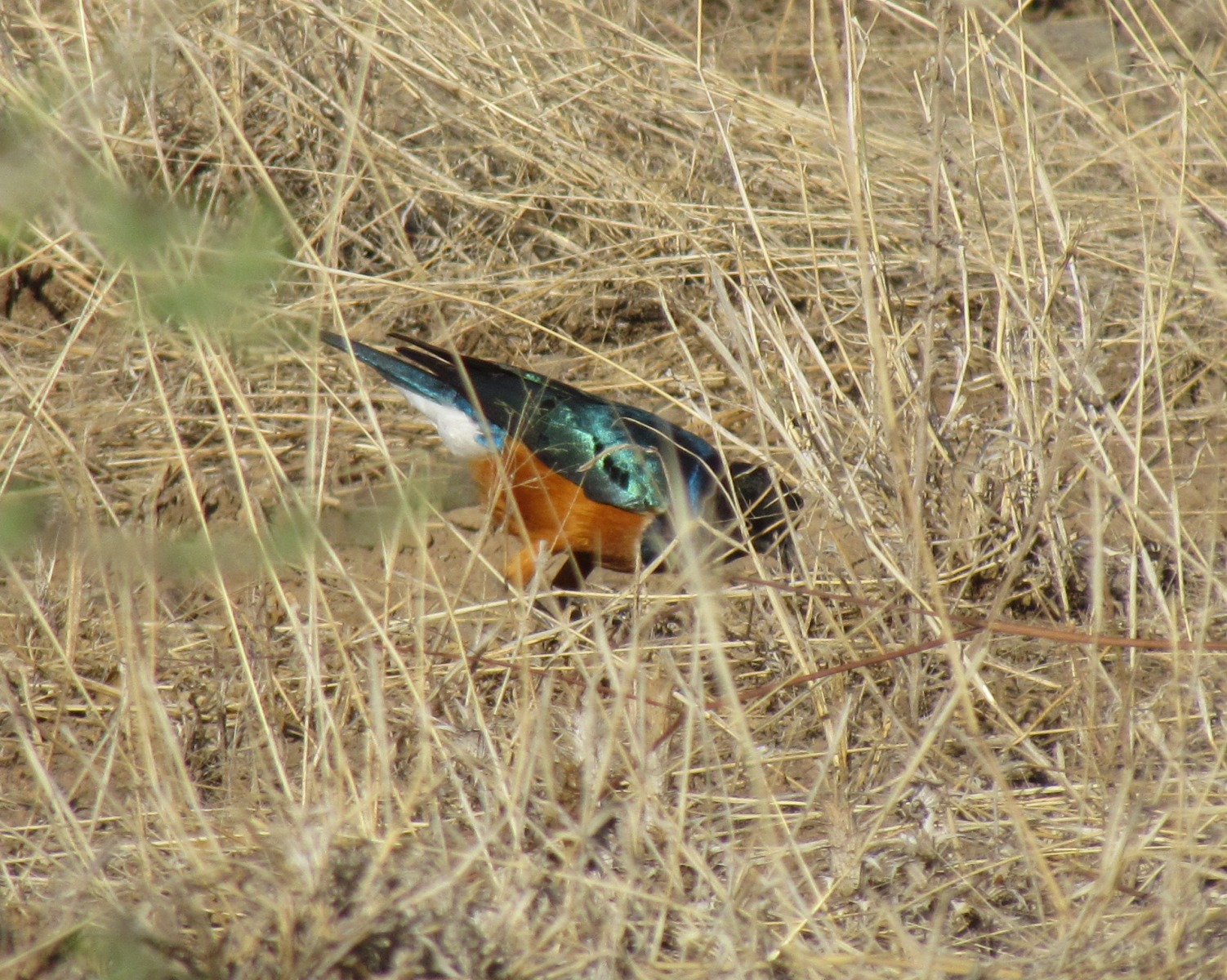 Awash national park - Superb Starling (Lamprotornis superbus)