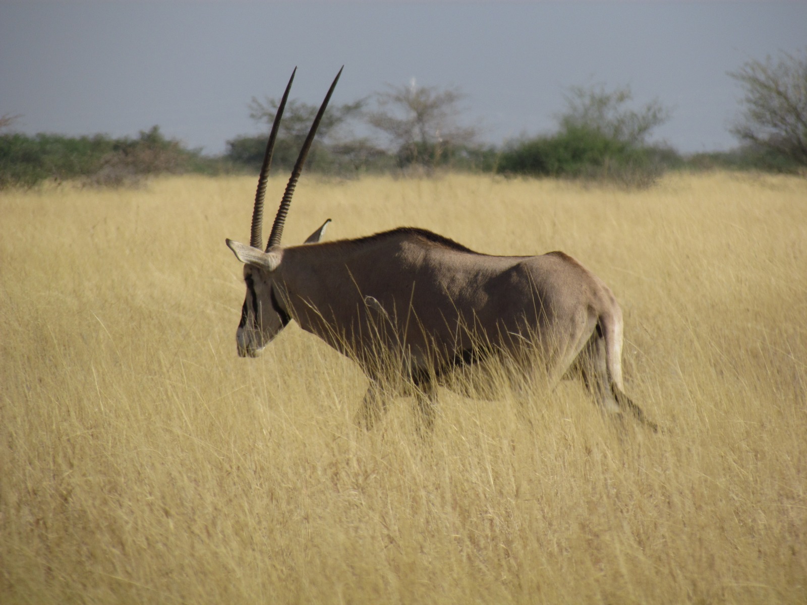 Awash national park - Oryx