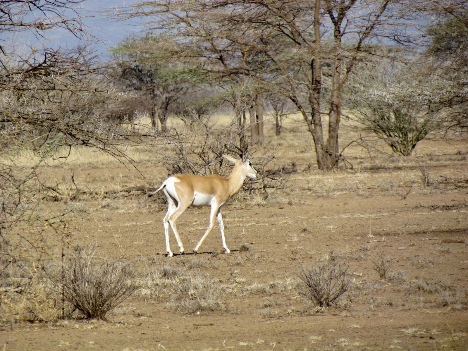 Awash national park - Soemmerring's gazelle