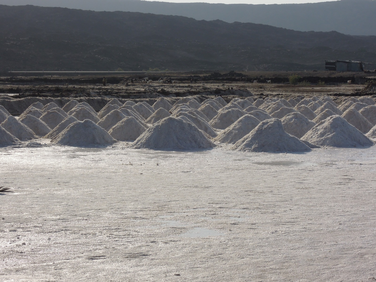 Afrera lake - Salt evaporation ponds