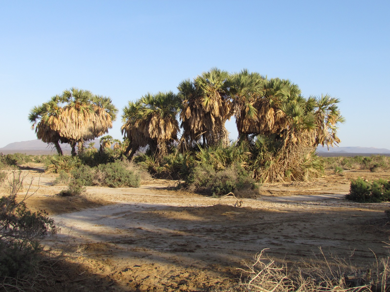Danakil depression - Near Hamed Ela - Oasis