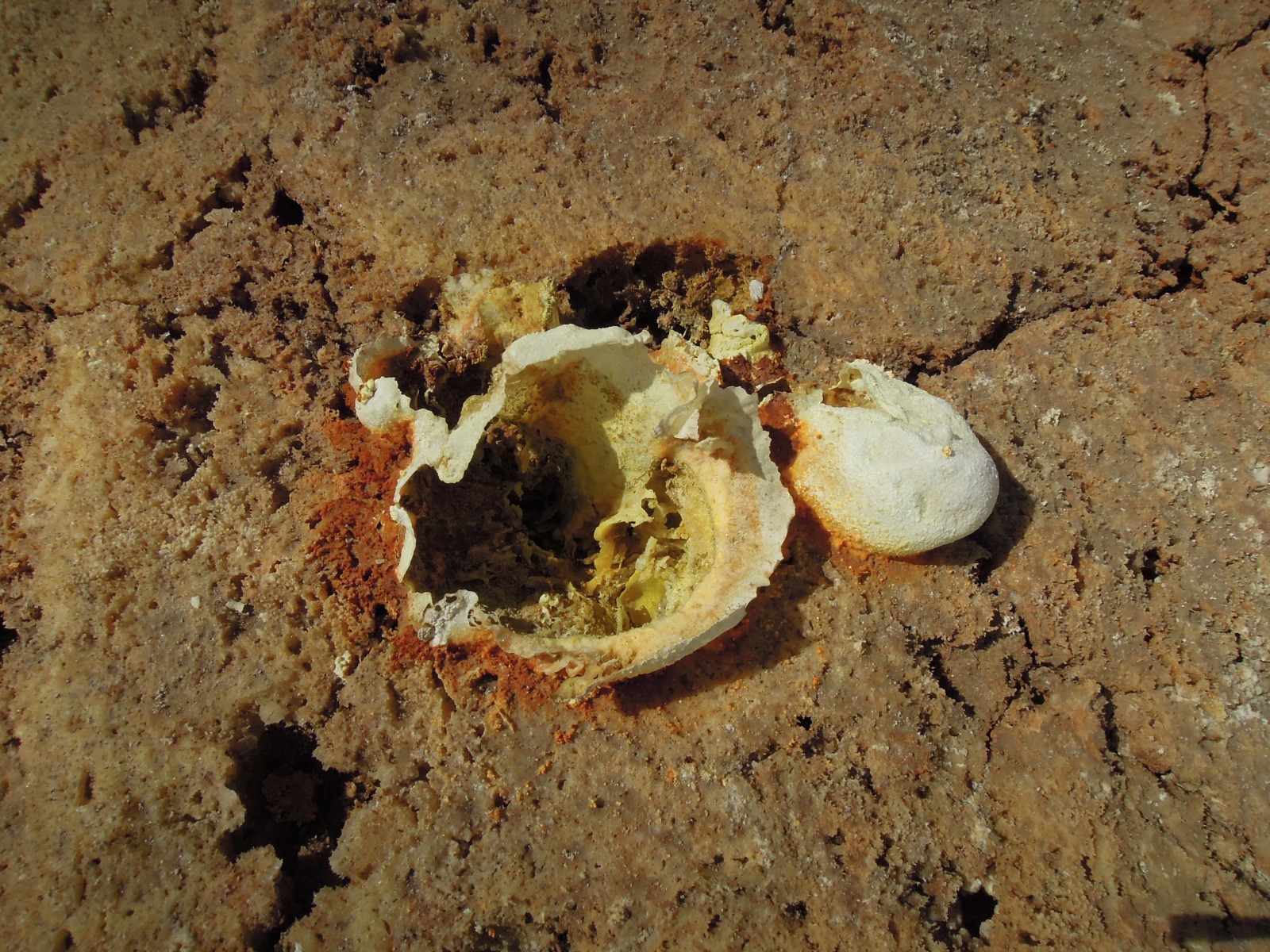 Danakil depression - Dallol