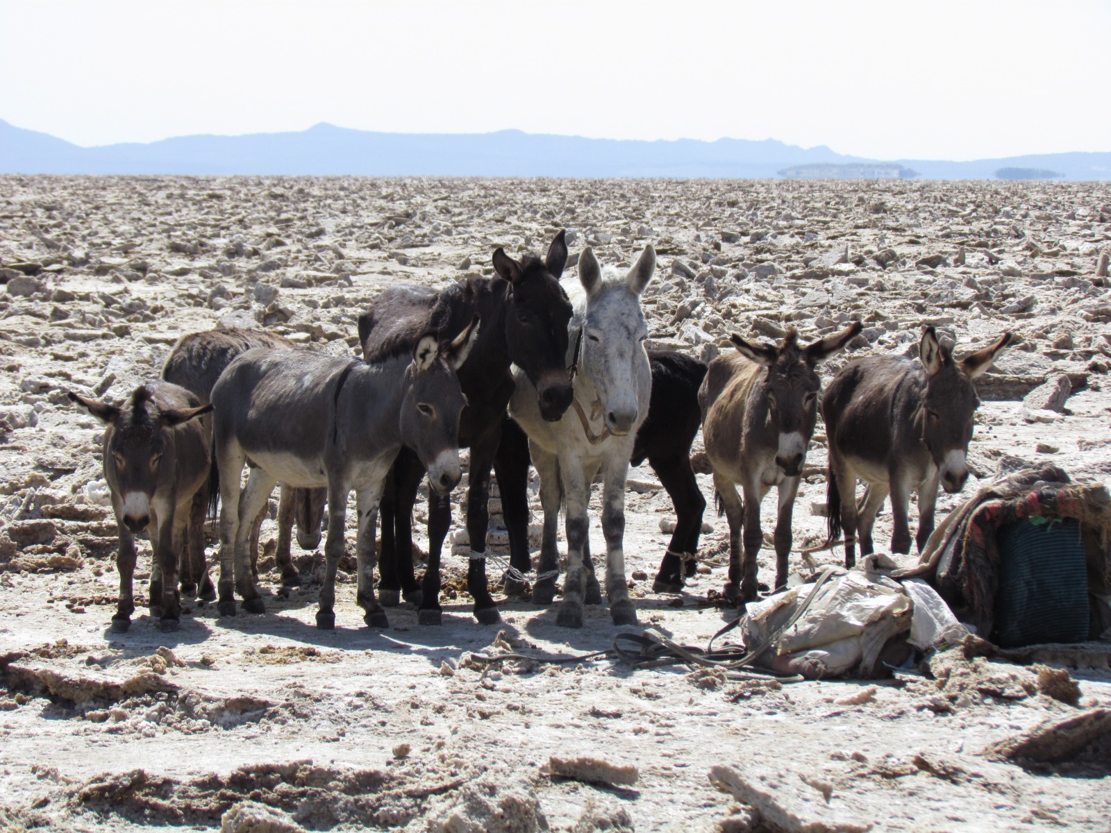 Danakil depression - Assale salt pans - Salt transport animals