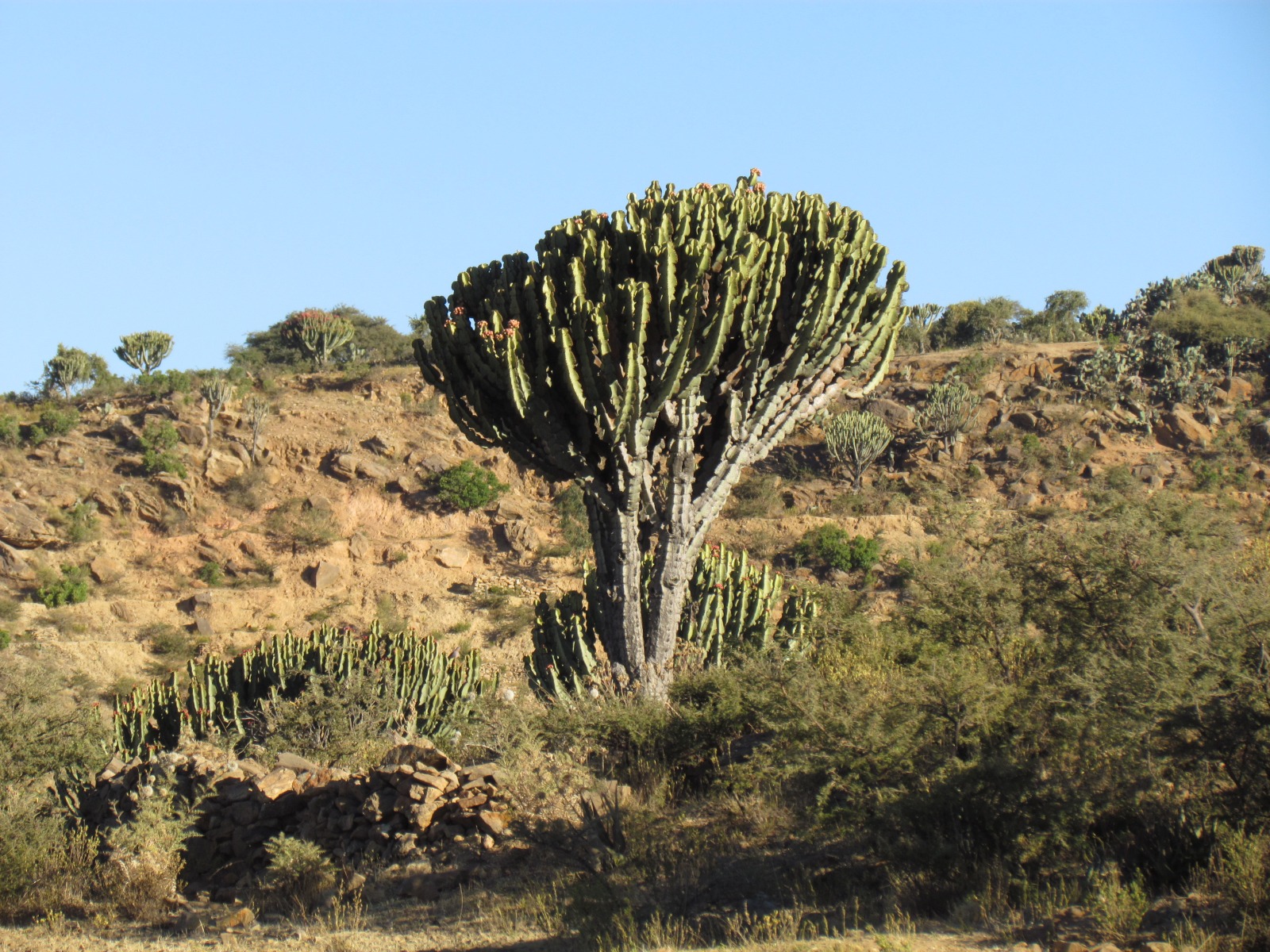 Near Hawzen - Euphorbia abyssinica