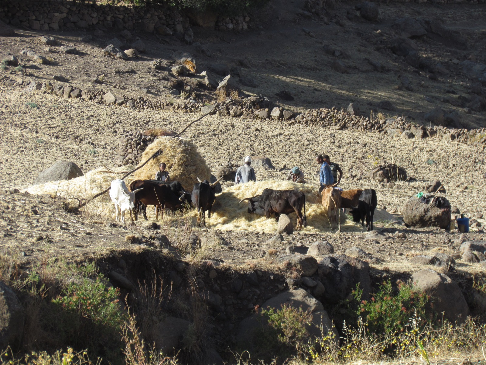 Near Lalibela - Haymaking
