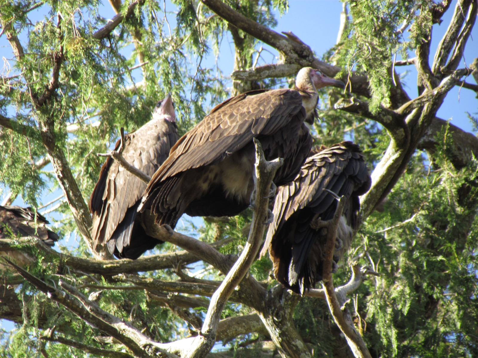 Gonder - Hooded vultures