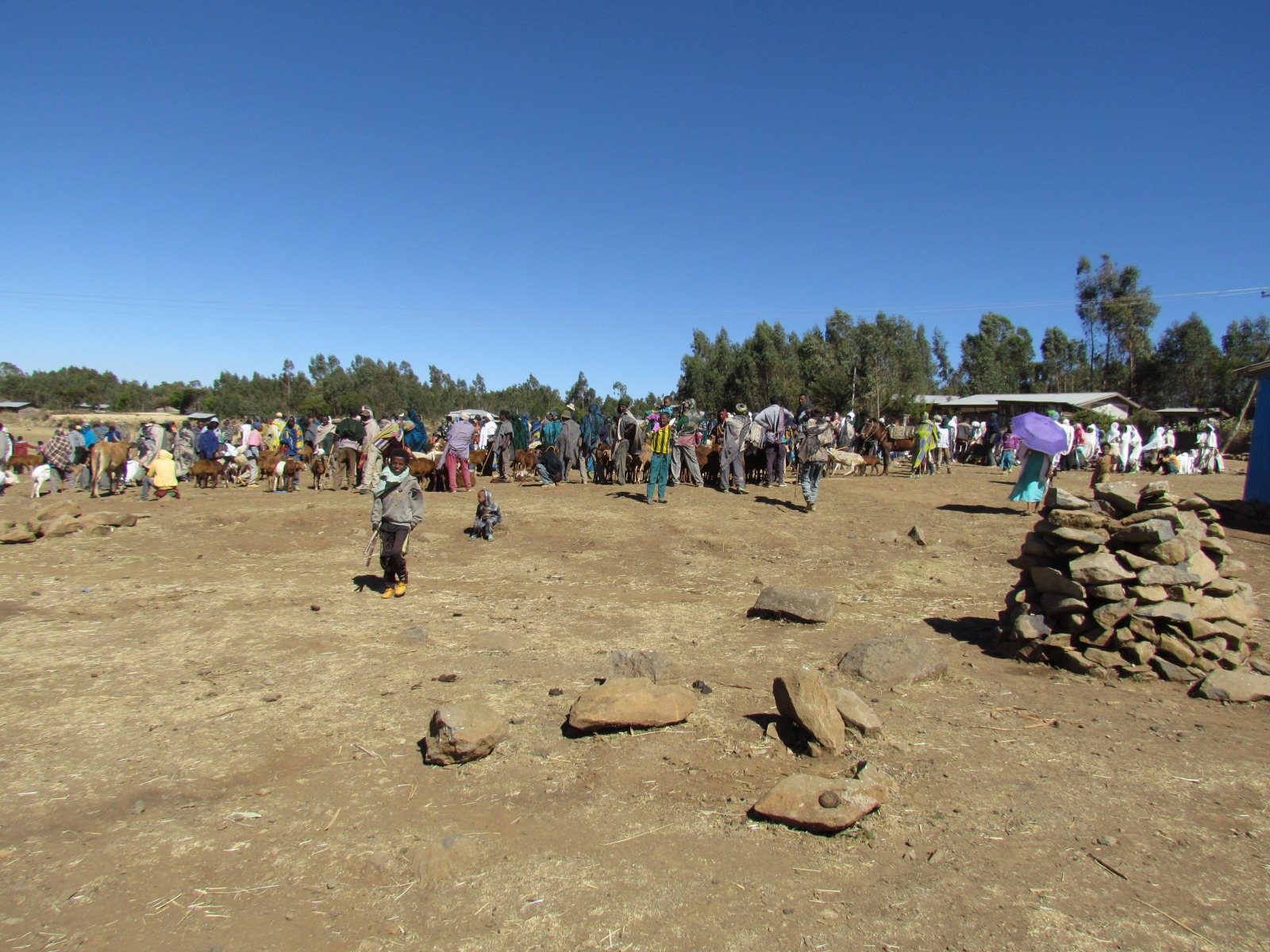 Near Gonder - Cattle market