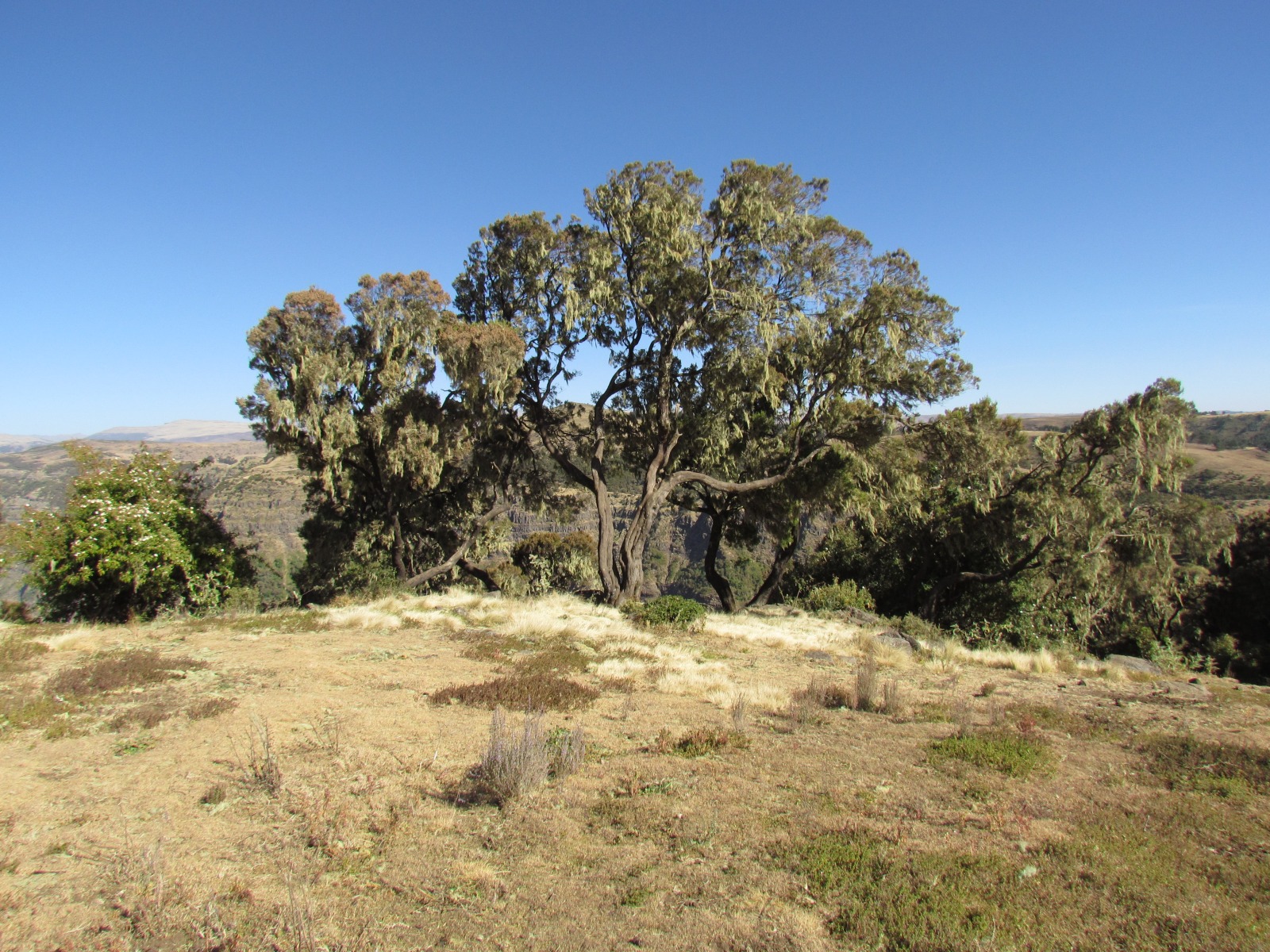 Simien mountains - Usnea lichens on giant heaths