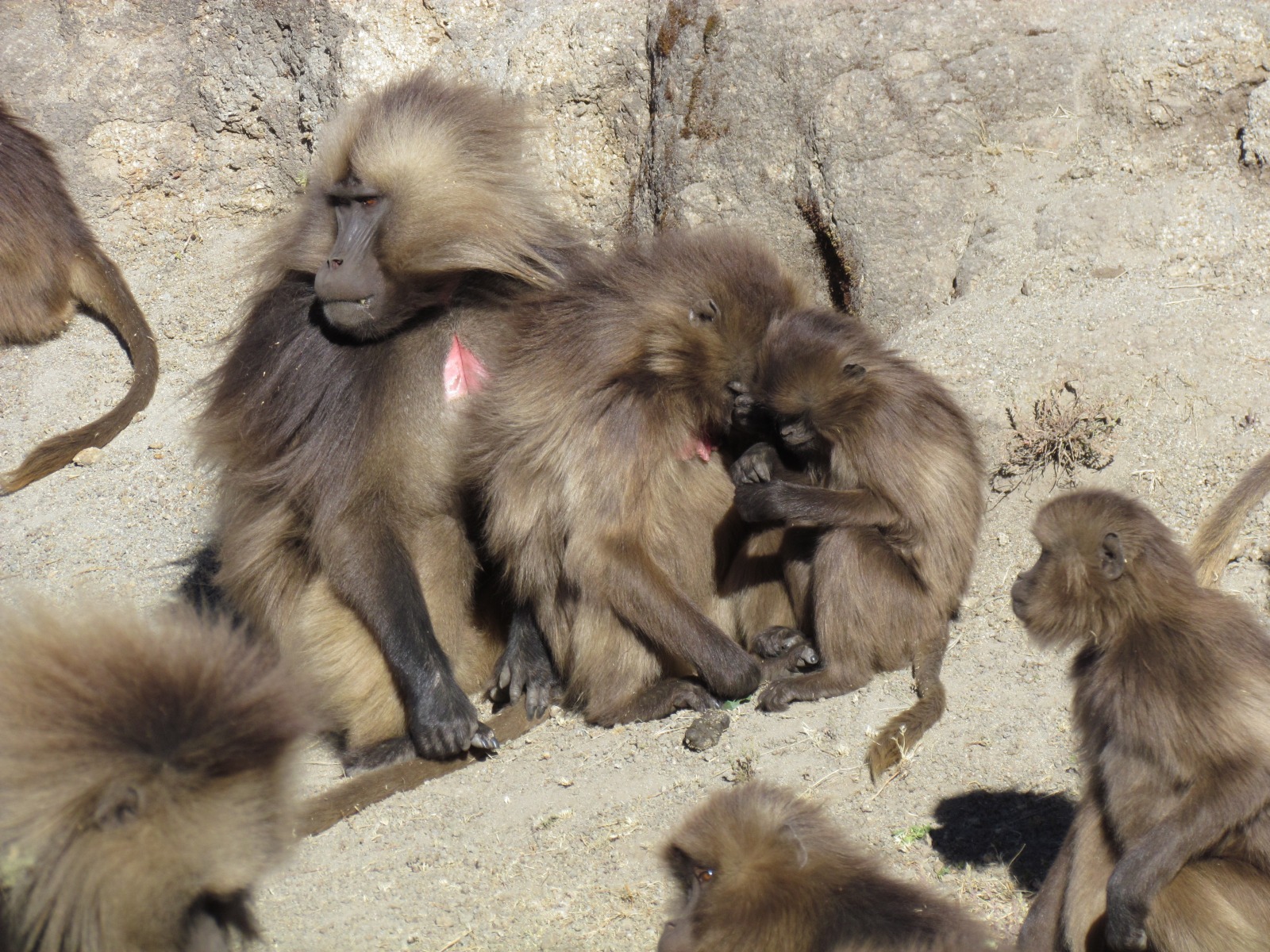 Simien mountains - Gelada baboons