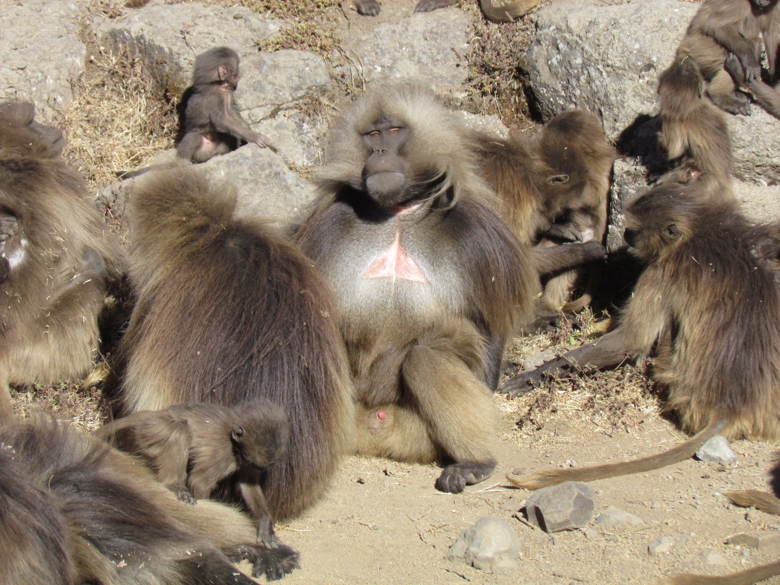 Simien mountains - Gelada baboons