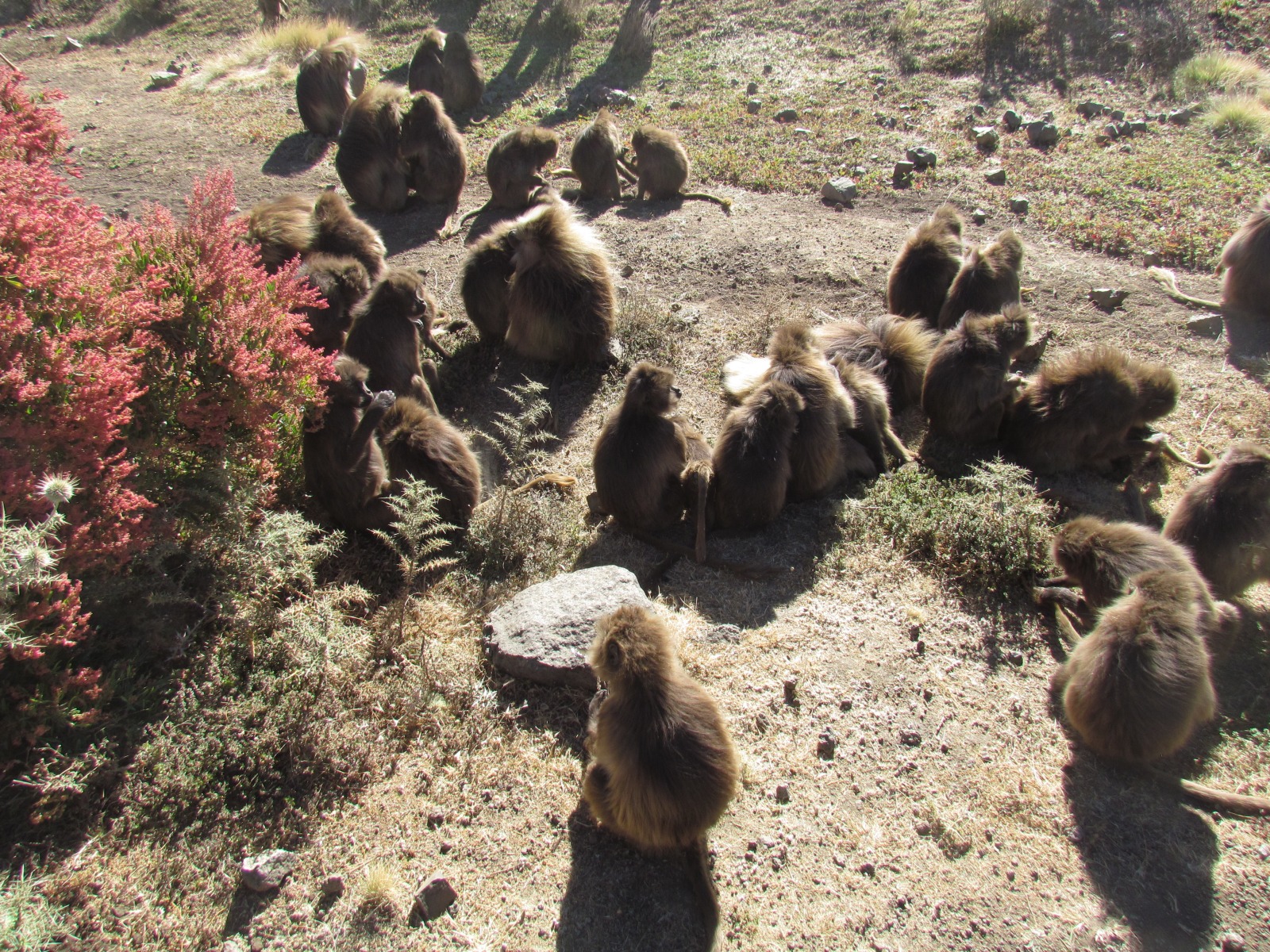 Simien mountains - Gelada baboons