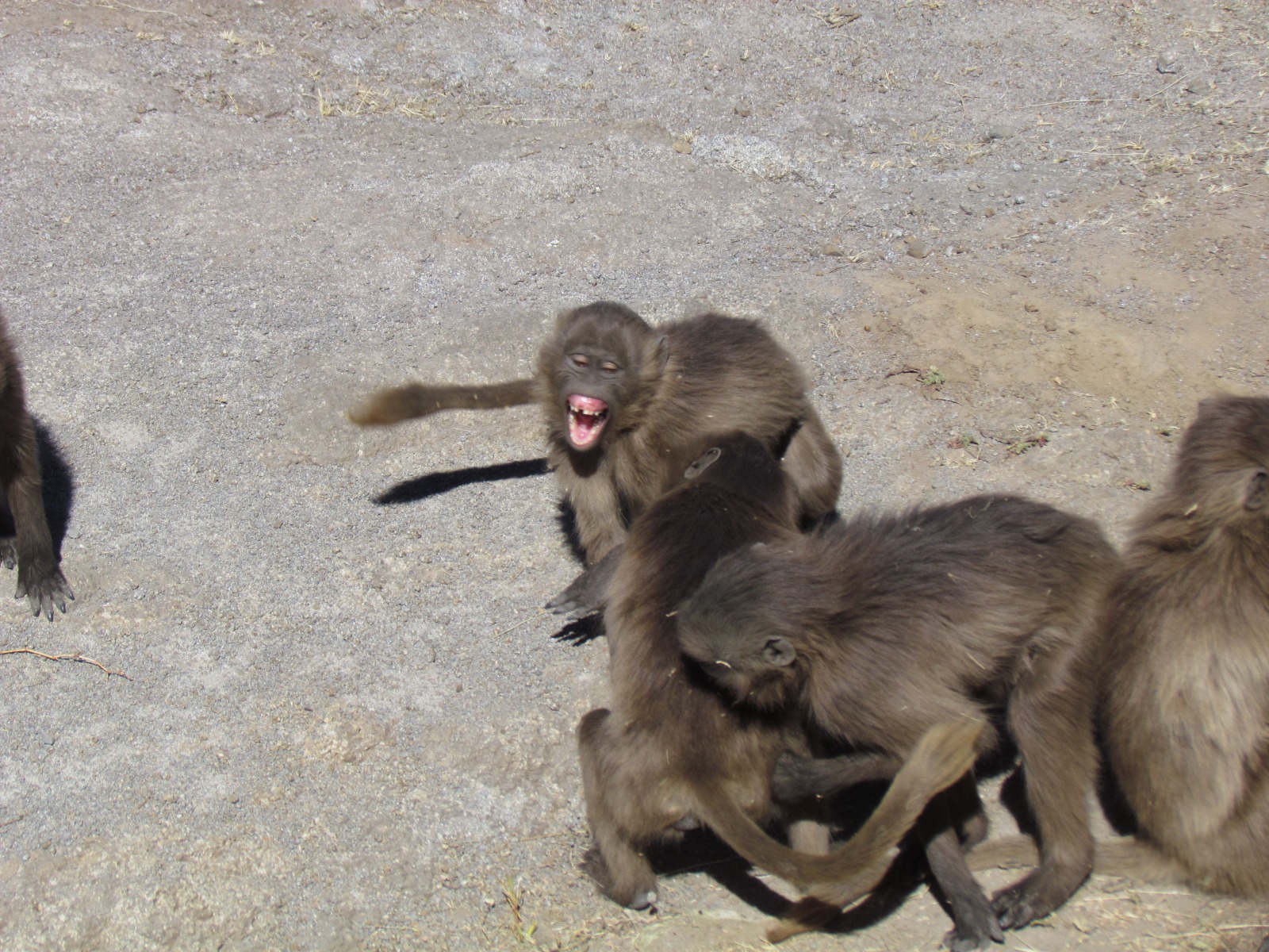 Simien mountains - Gelada baboons