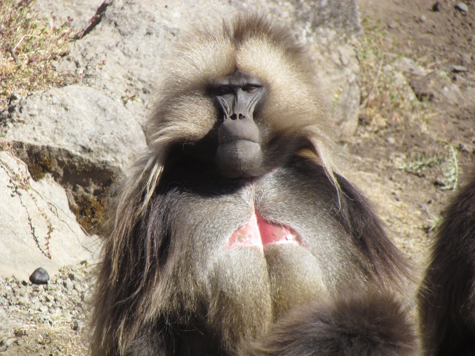 Simien mountains - Gelada baboon - Male