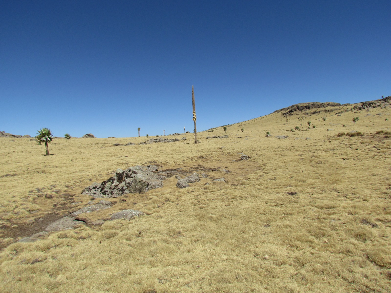 Simien mountains - Lobelia forest (Lobelia rhyncopetalum)