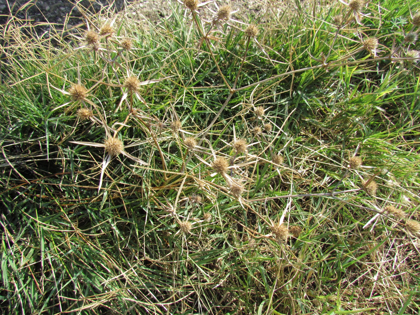Near Udabno - Kapatadze Lake
