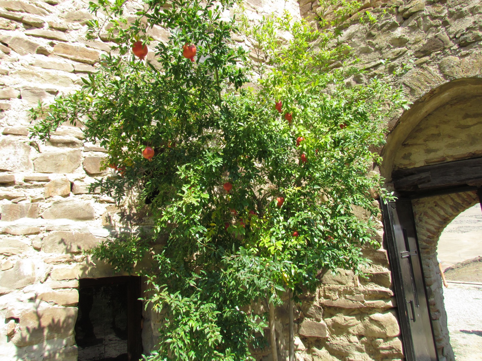 David Gareja monastery complex - Pomegranate tree