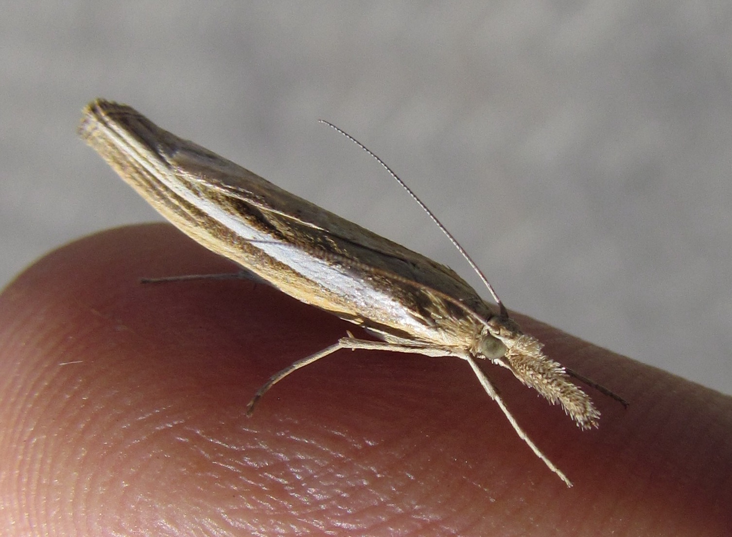 Mtskheta - Strange bug