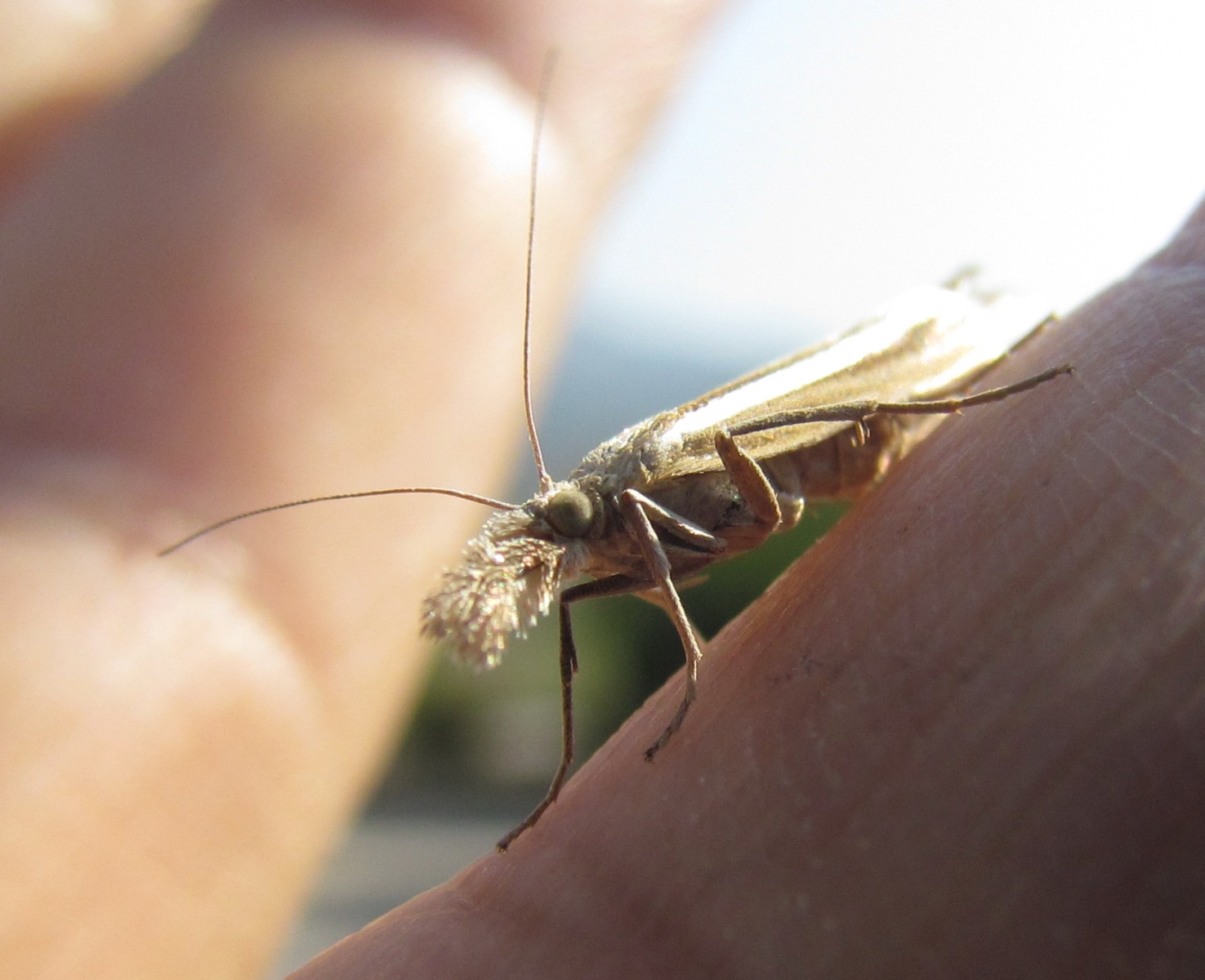 Mtskheta - Strange bug