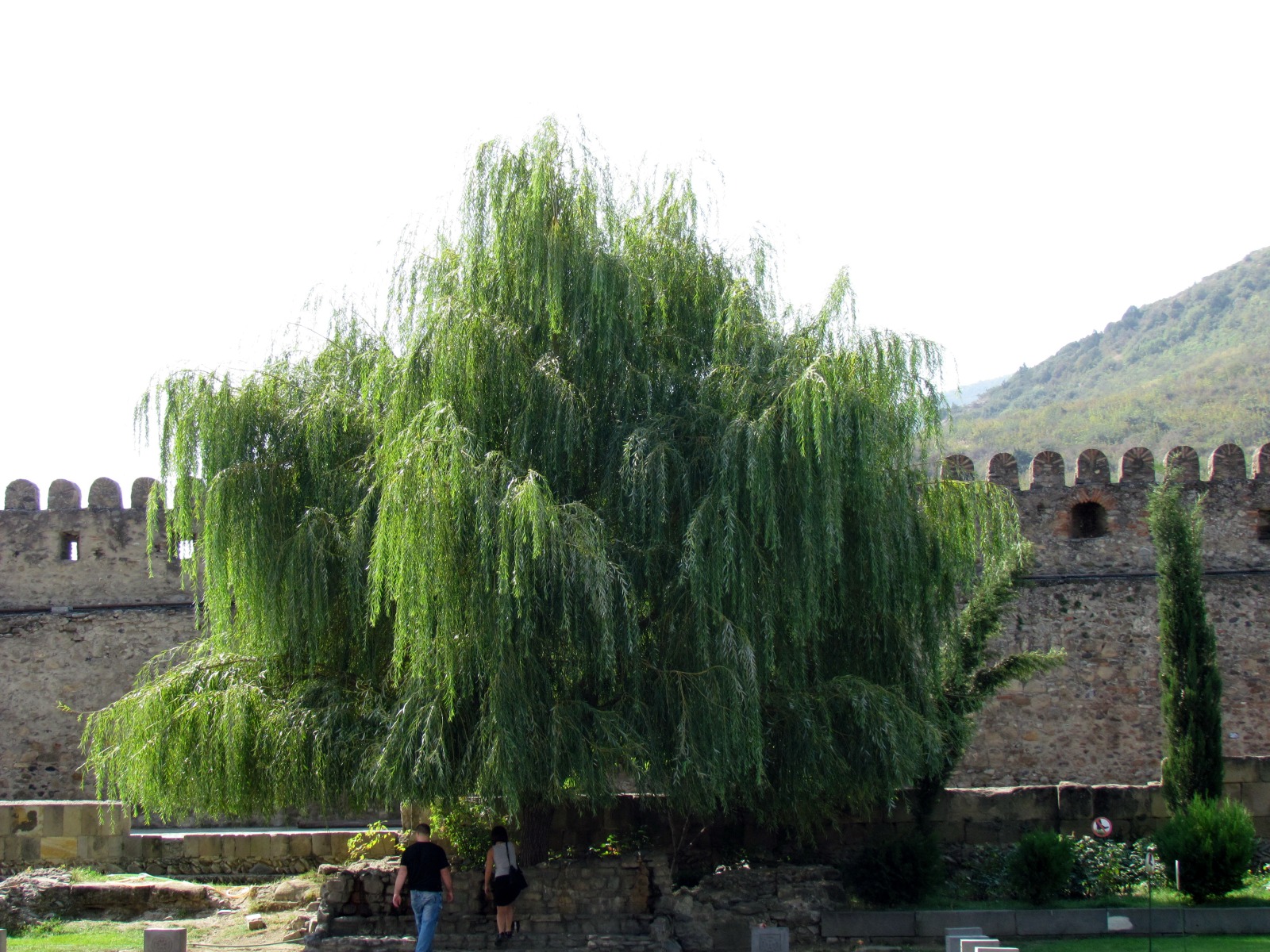 Mtskheta - Svetitskhoveli cathedral - Tree