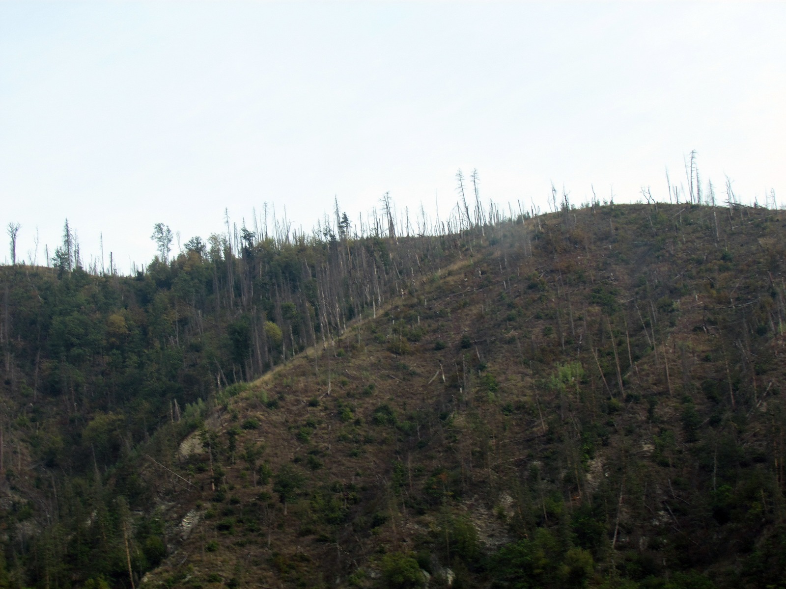 Near Bakuriani - Trees damaged in Russian bombing of Georgia