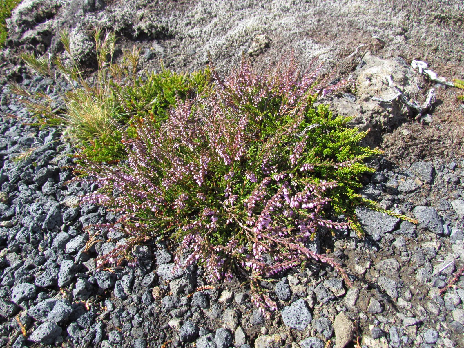 Reykjanes - Blue Lagoon