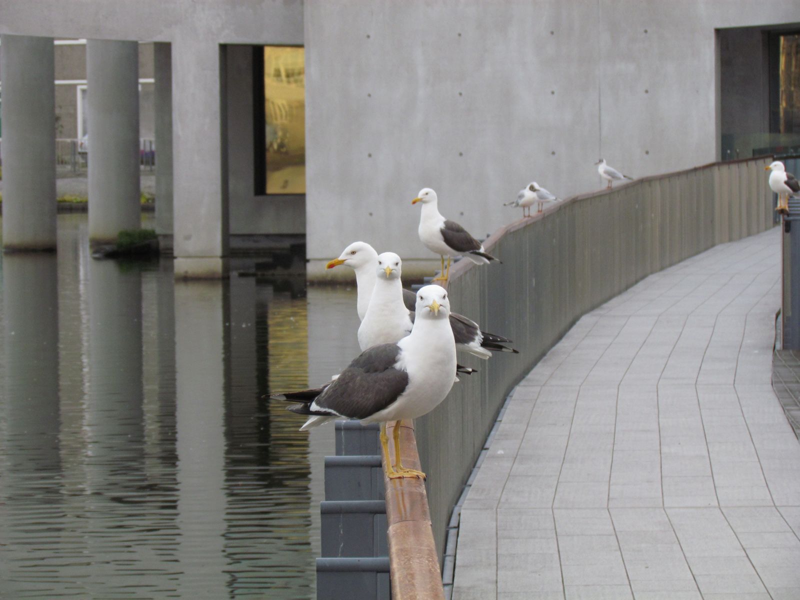 Reykjavik - Lake Tjörnin