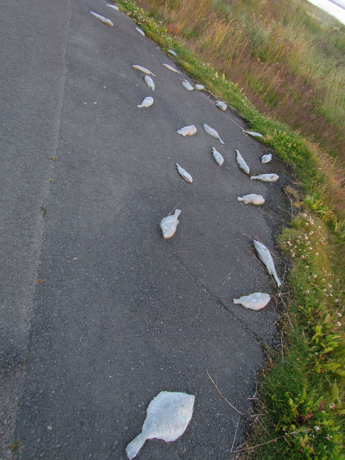 Reykjavik - Stone fishes
