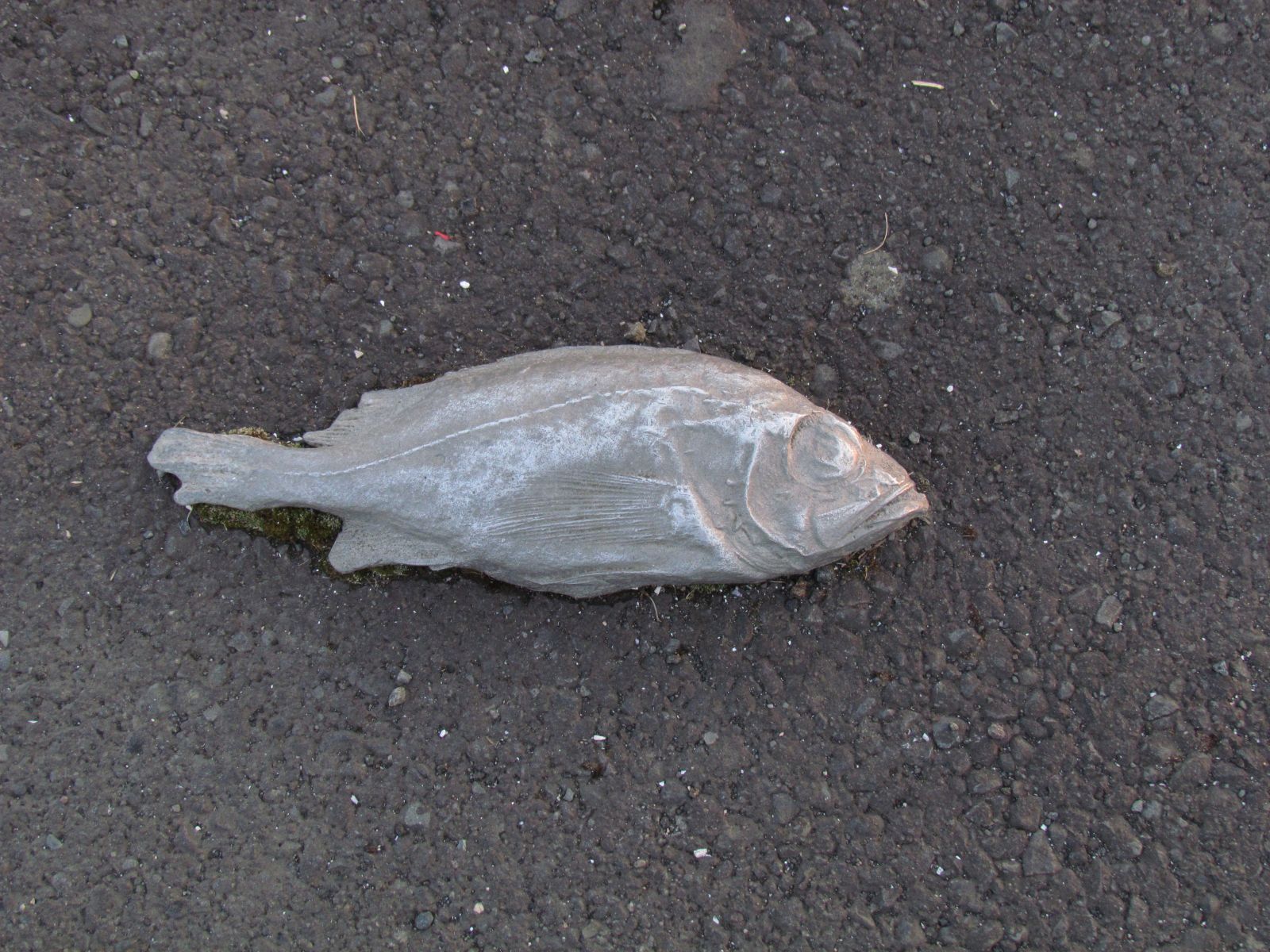 Reykjavik - Stone fish