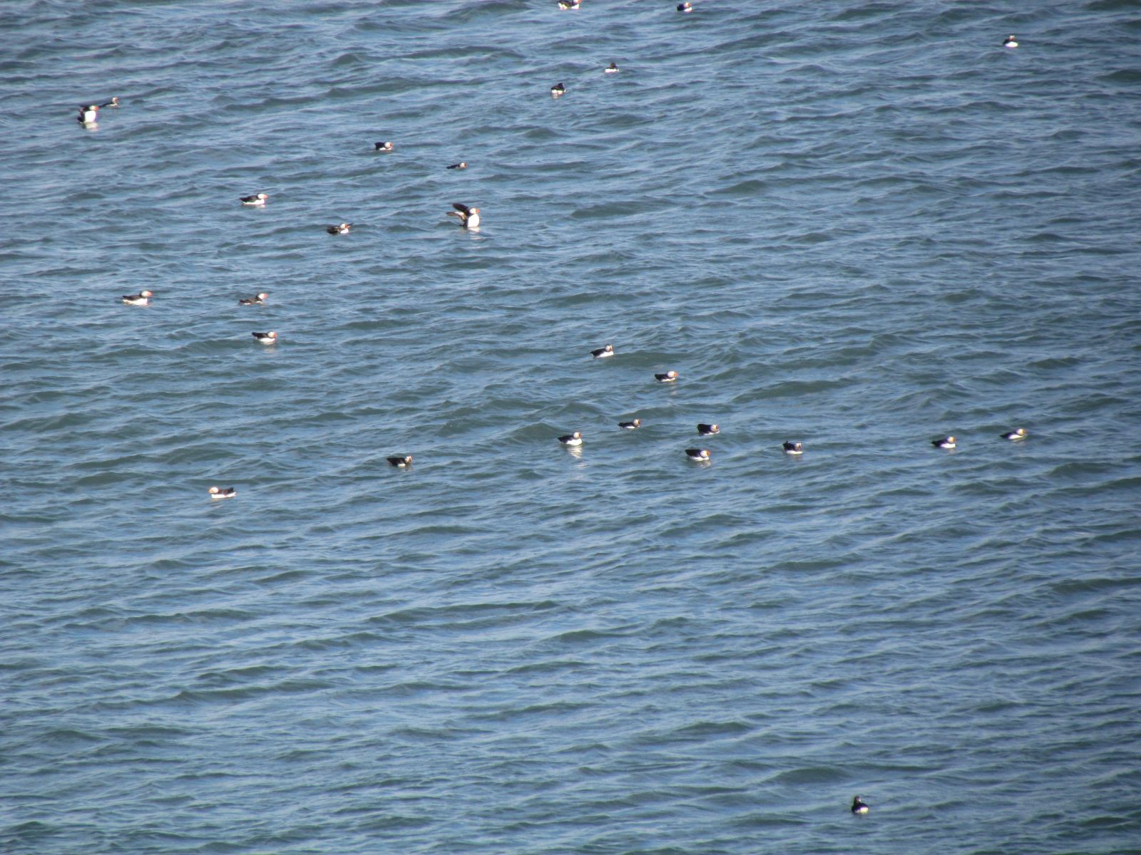 Near Vík - Dyrhólæy - Puffins